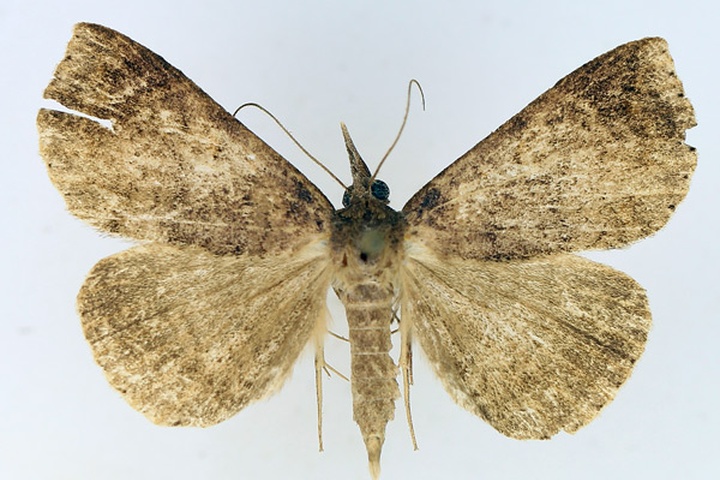 /filer/webapps/moths/media/images/P/poliophaea_Aburina_AM_TMSA_01.jpg