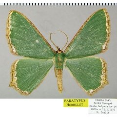 /filer/webapps/moths/media/images/T/tutsiana_Antharmostes_PTM_ZSM.jpg