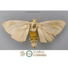 /filer/webapps/moths/media/images/C/cinerea_Antheua_LT_NHMUK.jpg