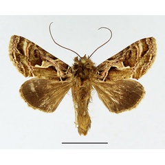 /filer/webapps/moths/media/images/R/rhodographa_Ctenoplusia_AM_Basquin.jpg