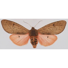 /filer/webapps/moths/media/images/C/clara_Teracotona_AF_deFreina.jpg