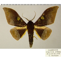 /filer/webapps/moths/media/images/A/anomalus_Plegapteryx_AM_ZSMa.jpg