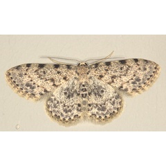 /filer/webapps/moths/media/images/N/nigrinotata_Scopula_A_Heyns_01.jpg