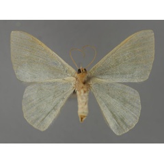 /filer/webapps/moths/media/images/T/tanyptera_Chlorissa_A_ZSM_02.jpg