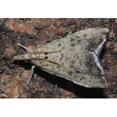 /filer/webapps/moths/media/images/C/conspersalis_Hyperlais_A_Agassiz.jpg