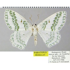 /filer/webapps/moths/media/images/O/occidentalis_Epigelasma_PTF_ZSMa.jpg