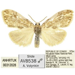 /filer/webapps/moths/media/images/N/ndoki_Palaeugoa_PTM_ANHRT.jpg