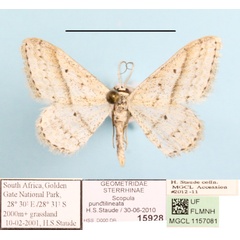 /filer/webapps/moths/media/images/P/punctilineata_Scopula_A_MGCLa_02.JPG