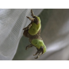 /filer/webapps/moths/media/images/V/viridimixta_Latoia_A_Onyenweaku.jpg