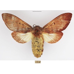 /filer/webapps/moths/media/images/P/postica_Gonometa_AF_TMSA_02.jpg