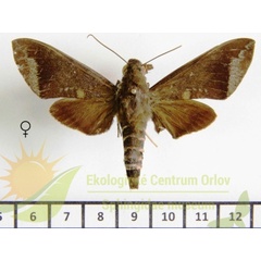 /filer/webapps/moths/media/images/D/discifera_Nephele_AF_SMCR_01.jpg