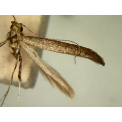 /filer/webapps/moths/media/images/C/corrugata_Caloptilia_HT_TMSA329b.jpg