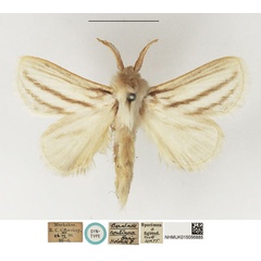 /filer/webapps/moths/media/images/C/continua_Beralade_STM_NHMUK_01.jpg