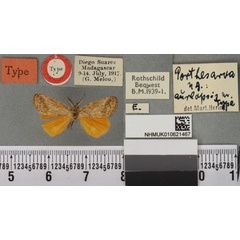 /filer/webapps/moths/media/images/A/aureopsis_Porthesaroa_HT_BMNHa.jpg