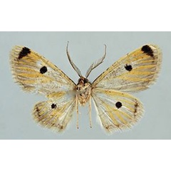 /filer/webapps/moths/media/images/A/abiyi_Orbamia_HT_ZSMb.jpg