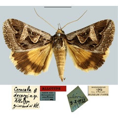 /filer/webapps/moths/media/images/D/decaryi_Cerocala_AT_MNHN.jpg