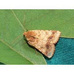 /filer/webapps/moths/media/images/N/nubigera_Heliothis_A_Goff_03.jpg