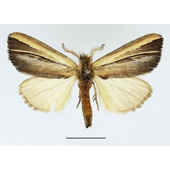 /filer/webapps/moths/media/images/G/gallans_Antheua_AM_Basquin_02.jpg