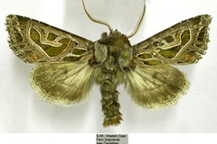 Compsotata elegantissima