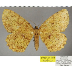 /filer/webapps/moths/media/images/I/ingloriosa_Colocleora_PTF_ZSM.jpg