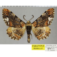 /filer/webapps/moths/media/images/A/abdicata_Colocleora_PTM_ZSM.jpg