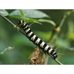 /filer/webapps/moths/media/images/B/bellatrix_Amphicallia_C_Roland_01.jpg