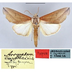 /filer/webapps/moths/media/images/E/elegantula_Arcyophora_HT_ZMHB.jpg