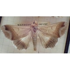 /filer/webapps/moths/media/images/H/hopei_Ophiusa_A_PZBT.jpg