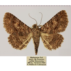 /filer/webapps/moths/media/images/M/mahafaly_Heteropalpia_AF_MNHN.jpg