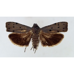 /filer/webapps/moths/media/images/P/punctata_Phycodes_AF_TMSA.jpg