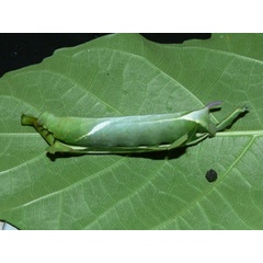 /filer/webapps/moths/media/images/A/accentifera_Nephele_C_Goff_02.jpg