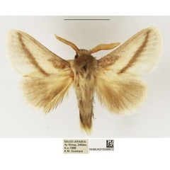 /filer/webapps/moths/media/images/G/gibbonsi_Beralade_AM_NHMUK.jpg