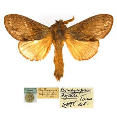 /filer/webapps/moths/media/images/H/hyatti_Bombycopsis_AM_MNHN.jpg