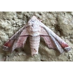 /filer/webapps/moths/media/images/F/fulvigrisea_Eutelia_A_Thurmann_02.JPG