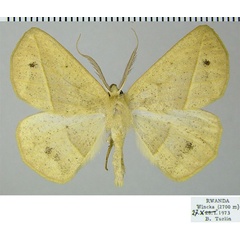 /filer/webapps/moths/media/images/C/cneca_Psilocerea_AM_ZSMa.jpg