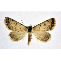 /filer/webapps/moths/media/images/E/erubescens_Phytometra_AM_NHMO.jpg