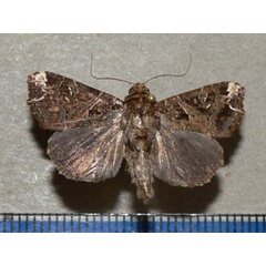 /filer/webapps/moths/media/images/N/nigeriensis_Callopistria_A_Goffa_03.JPG