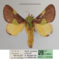 /filer/webapps/moths/media/images/G/gravidipes_Hilipoda_A_MGCLa_01.JPG