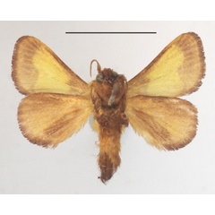 /filer/webapps/moths/media/images/A/ananii_Parasa_A_MGCLb_01.JPG