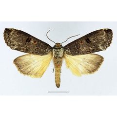 /filer/webapps/moths/media/images/N/nisus_Thacona_AM_Basquin_02.jpg
