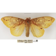 /filer/webapps/moths/media/images/O/ochraceola_Lechriolepis_AF_NHMUK_02.jpg