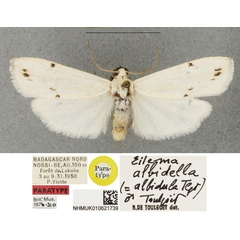 /filer/webapps/moths/media/images/A/albidula_Eilema_PTM_BMNHa_OxzmlyL.jpg