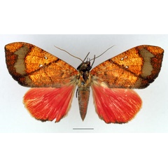 /filer/webapps/moths/media/images/P/phaeosoma_Miniodes_AF_Basquin_02.jpg