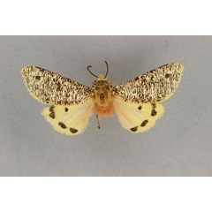 /filer/webapps/moths/media/images/A/alicia_Teracotona_HT_BMNH.jpg