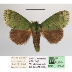 /filer/webapps/moths/media/images/B/brunneicosta_Desmeocraera_A_MGCLa_01.JPG