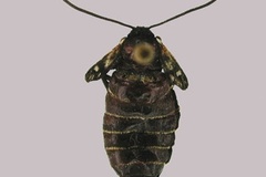 Aizoa namaqua