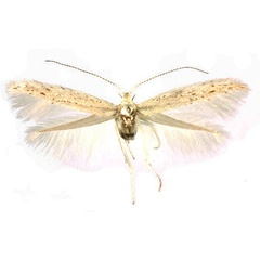 /filer/webapps/moths/media/images/K/karischella_Coleophora_PTF_Baldizzone_02.jpg
