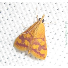 /filer/webapps/moths/media/images/P/panopealis_Pyrausta_A_Bippus_01.jpg