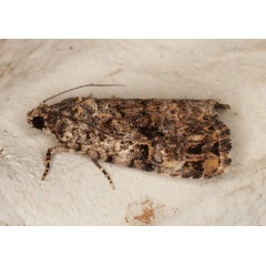 /filer/webapps/moths/media/images/N/nyctostola_Iambiodes_A_Heyns_02.jpg