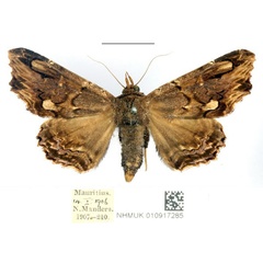 /filer/webapps/moths/media/images/A/alope_Lacera_AF_BMNH_01_TxHGQ9T.jpg